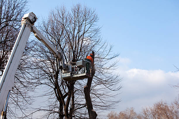 Best Tree Removal Service  in USA